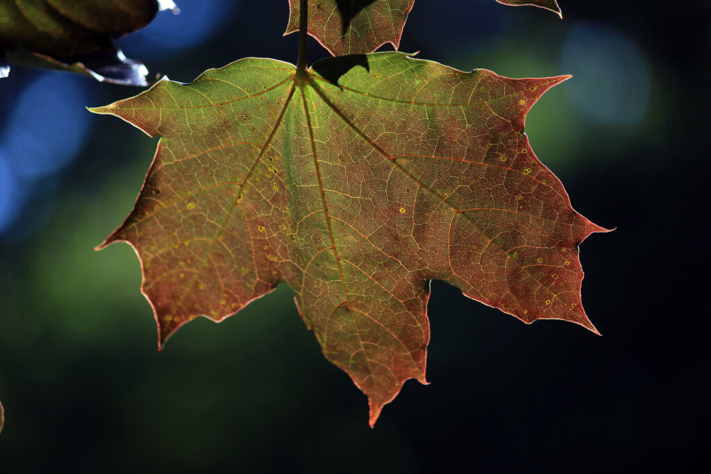 Vibrant Maple Leaf Close-Up: Autumn Hues & Textural Beauty Wallpaper