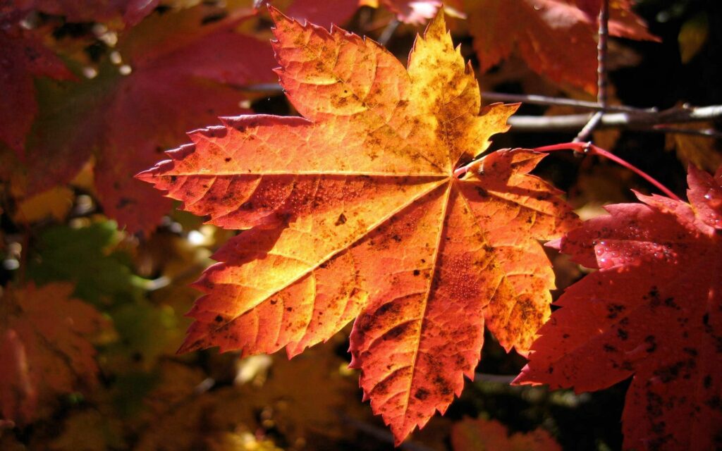 Vibrant Close-Up of Dry Maple Leaf - Autumn Hues Wallpaper Background