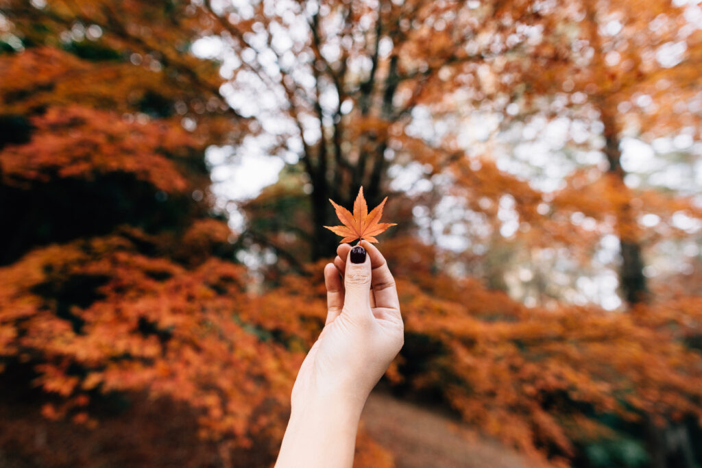Hand holding vibrant maple leaf with autumn trees and fallen leaves in warm fall colors background Wallpaper