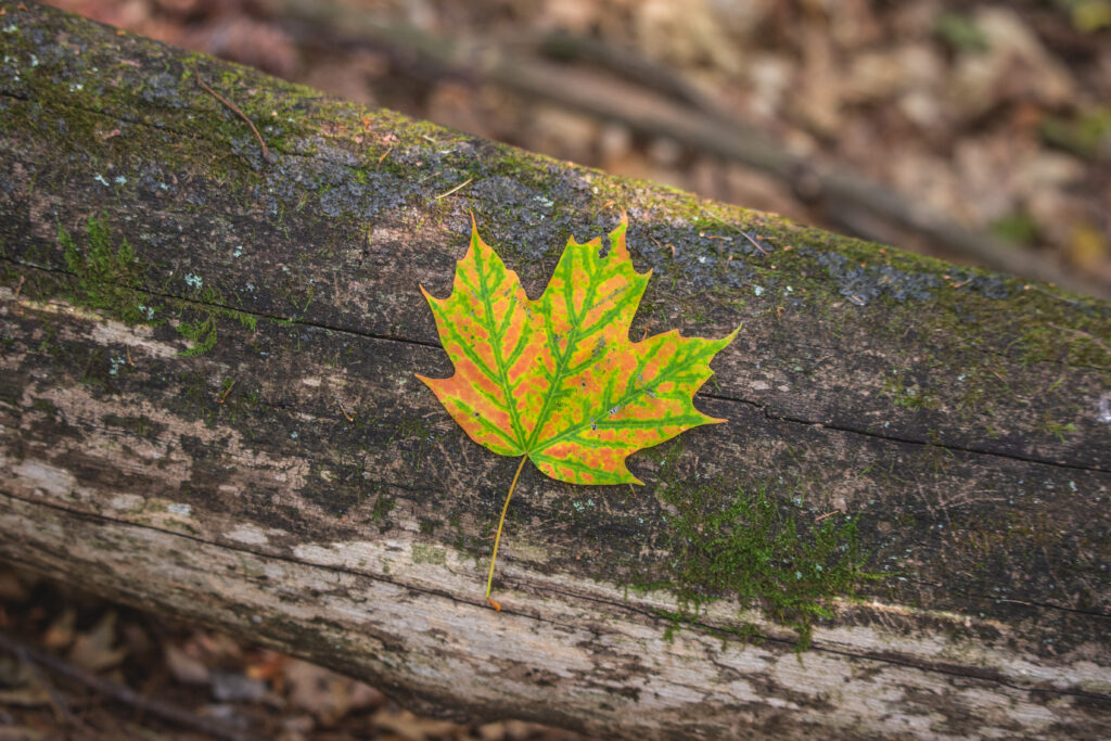 Vibrant Maple Leaf on Mossy Bark: Autumn Nature Wallpaper