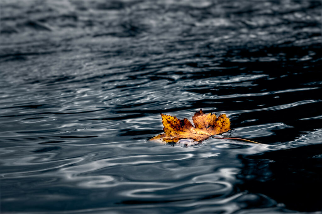 Vibrant Maple Leaf on Water: Autumn Macro Wallpaper Background