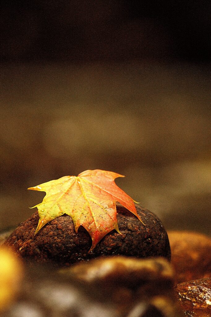 Macro Shot of Water-Droplet Maple Leaf on Stone - Wallpaper Background