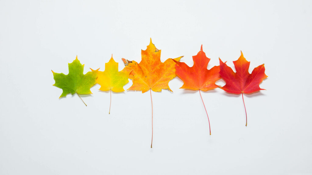 Vibrant Maple Leaf Delight: Minimalist Tablet Background Wallpaper