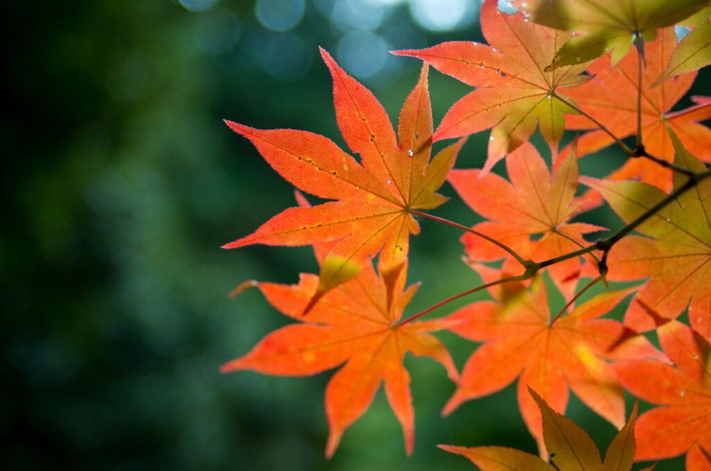 Vibrant Maple Leaves Wallpaper: Autumn Hues on Soft Green Background