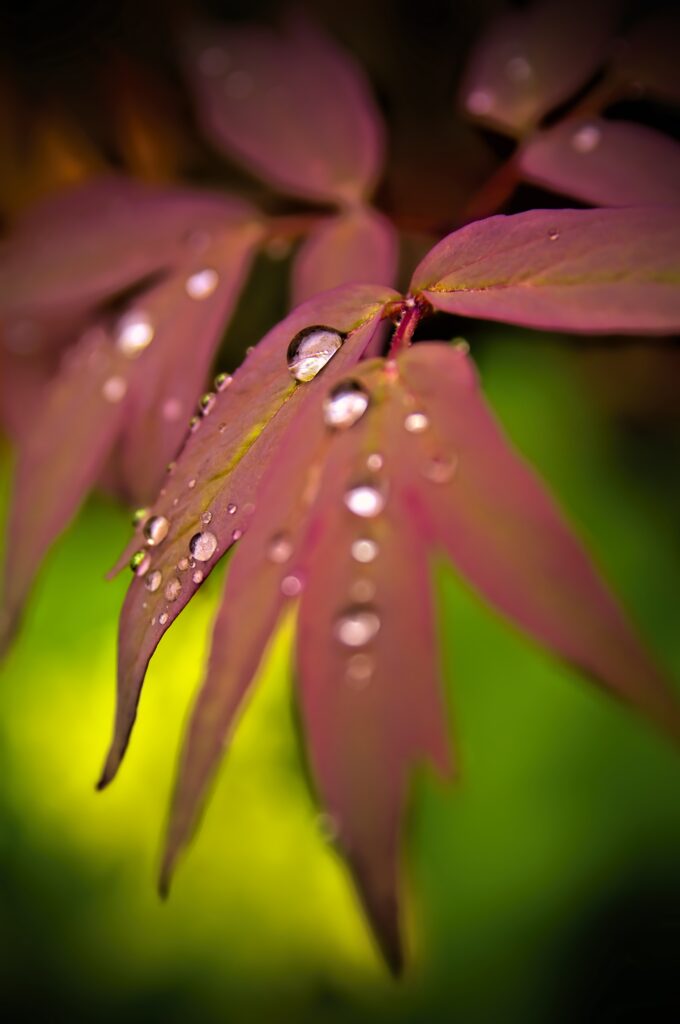 Vibrant Maple Leaves with Water Droplets - Macro Wallpaper Background