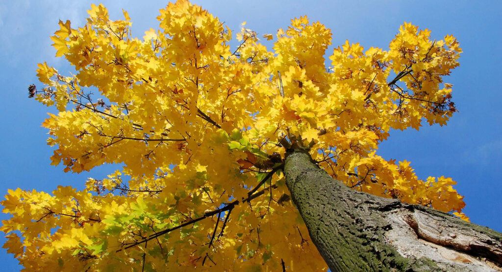 Vibrant Maple Tree Wallpaper: Bright Yellow Leaves & Clear Blue Sky