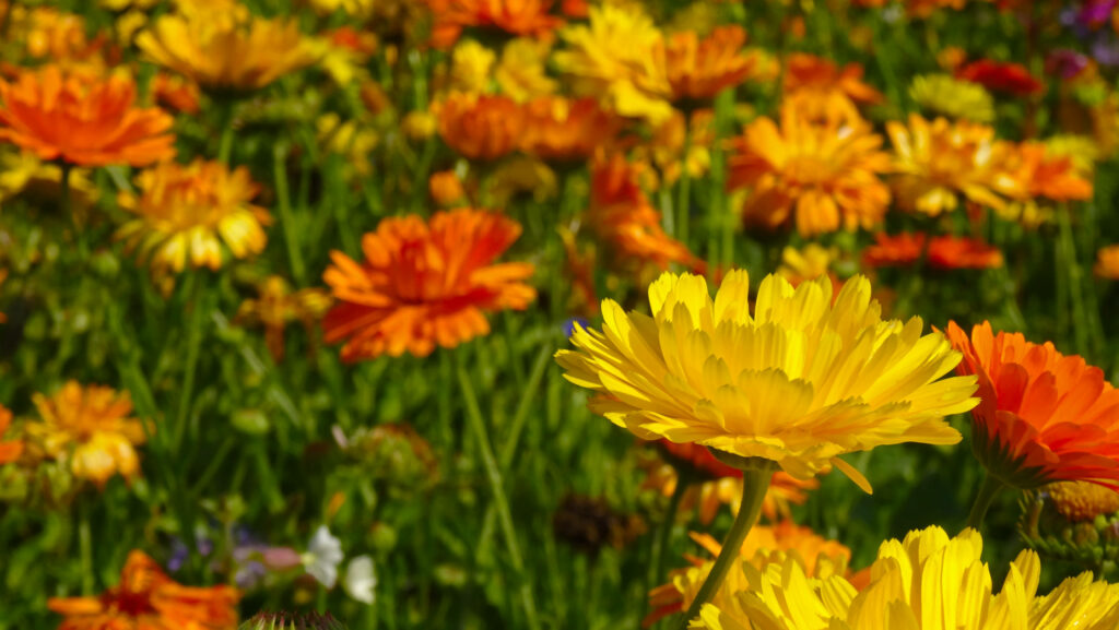 Vibrant Marigold Flower Field Wallpaper - Bright Yellow & Orange Background