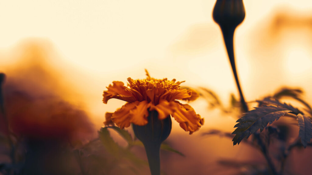 Vibrant Marigold Flower in Golden Sunset: Serene Botanical Wallpaper