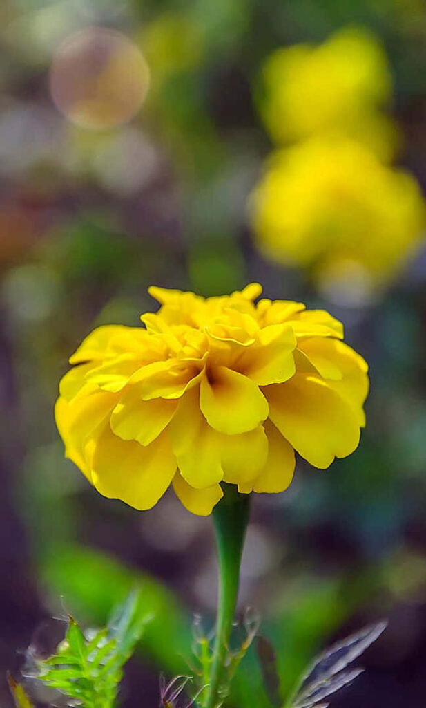 Vibrant Marigold Flower Wallpaper with Soft Bokeh Background