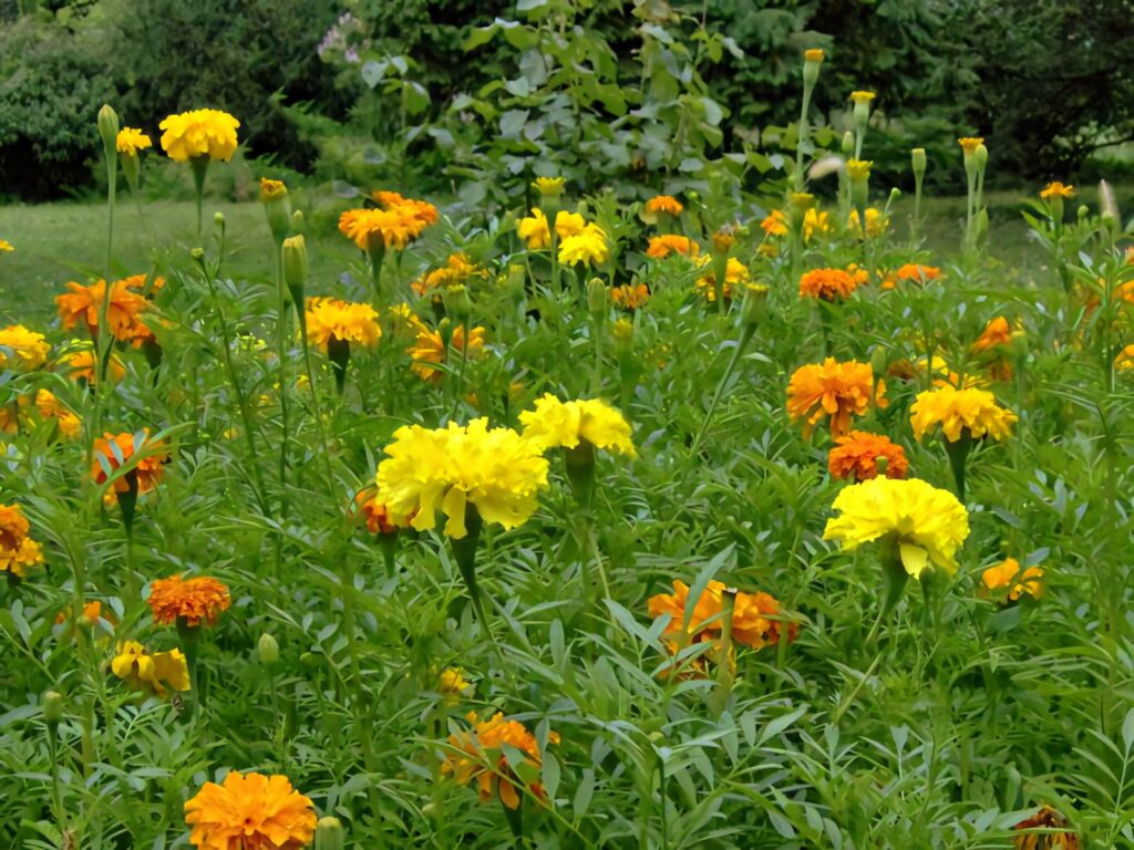 Vibrant Garden Wallpaper: Cheerful Orange & Yellow Marigolds