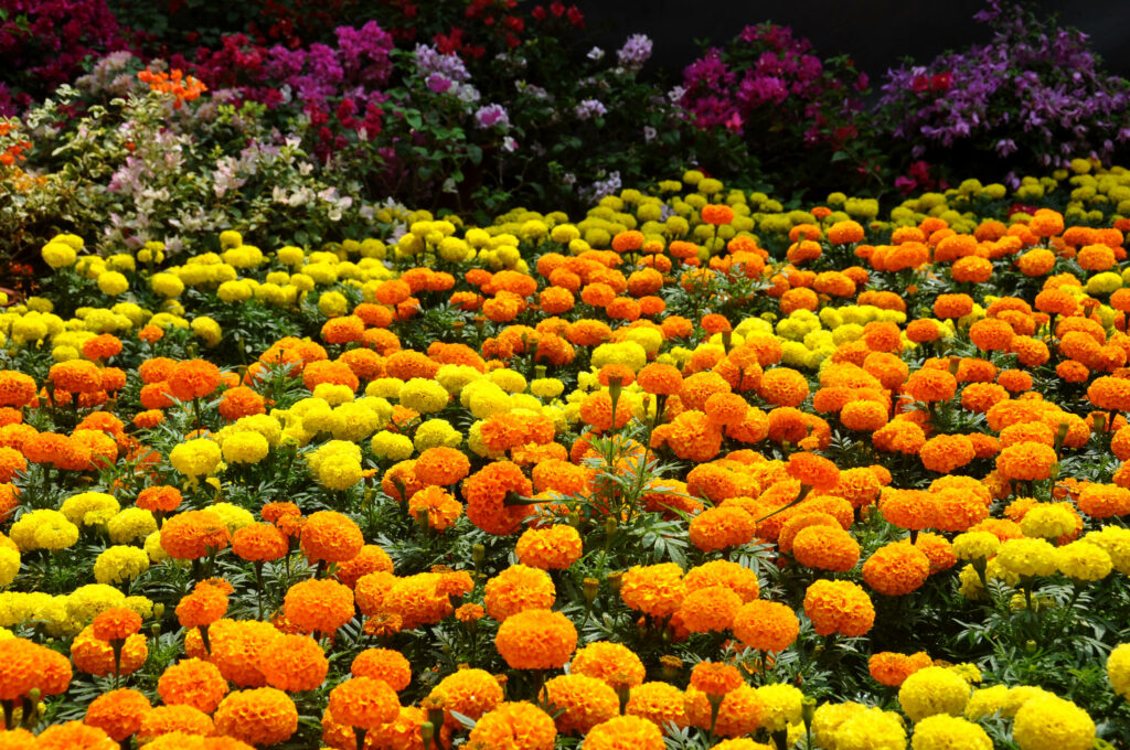 Vibrant Garden Background: Marigold Flowers in Full Bloom Wallpaper