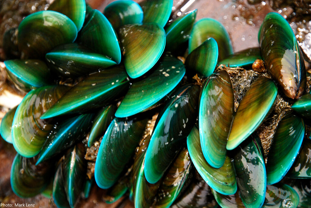 Vibrant Marine Green Mussels Wallpaper: Shellfish Beauty Close-Up
