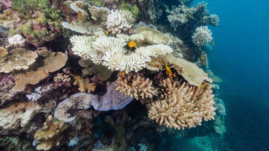 Vibrant Marine Life Wallpaper: Stunning Great Barrier Reef Close-Up