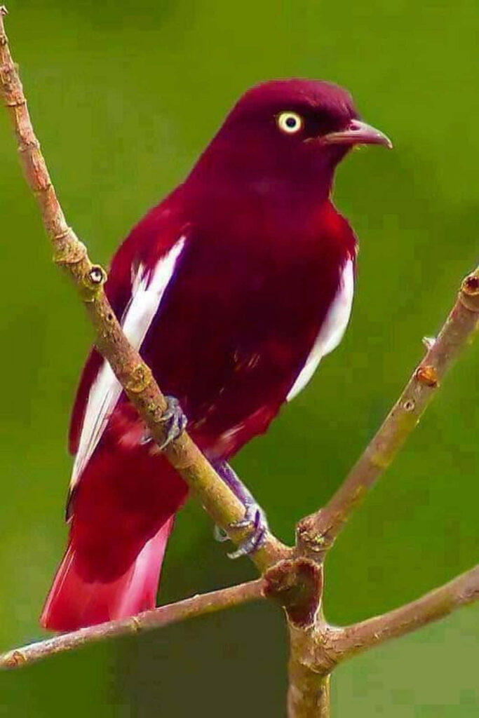 Vibrant Maroon Bird Wallpaper on Lush Green Nature Background