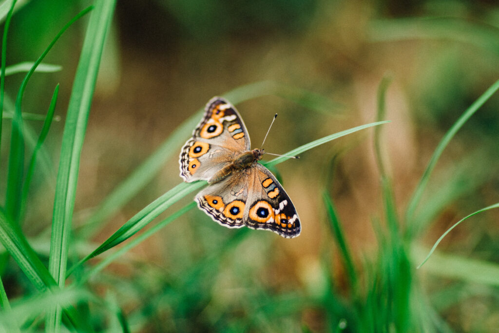 Meadow Argus Butterfly Macro: Vibrant Greenery Wallpaper Background