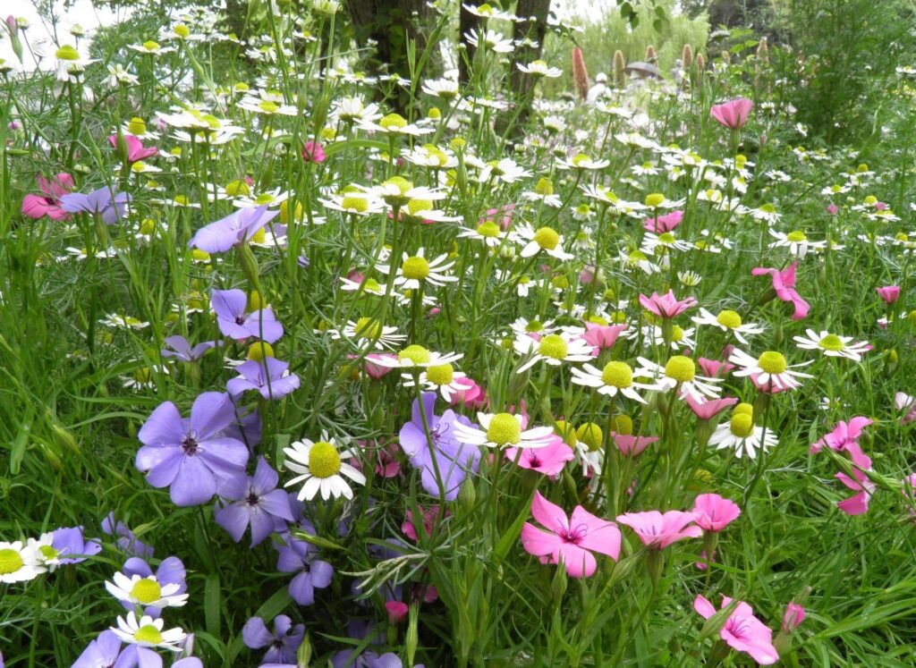 Vibrant Meadow Wallpaper: Summer Beauty with Chamomile & Colorful Flowers