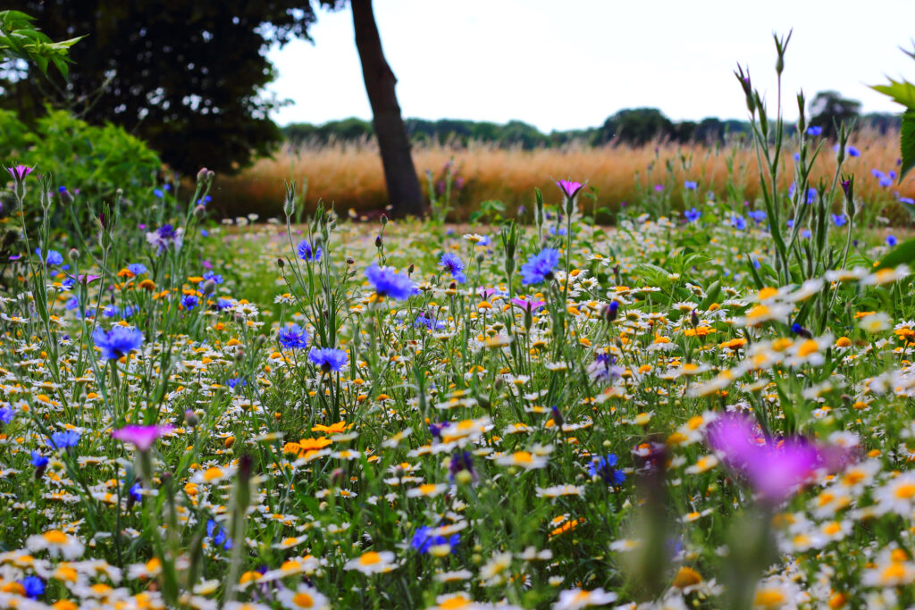 Vibrant Wildflower Meadow Wallpaper: Colorful Tranquil Background