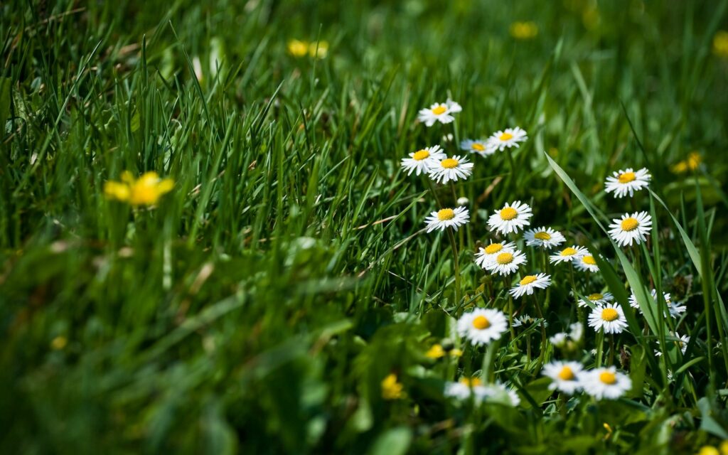 Serene Meadow Wallpaper: Daisies & Vibrant Yellow Flowers Background