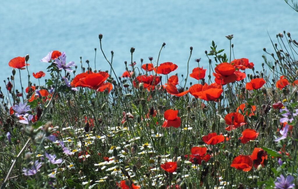 Vibrant Meadow Wallpaper: Red Poppies & Colorful Flowers Background