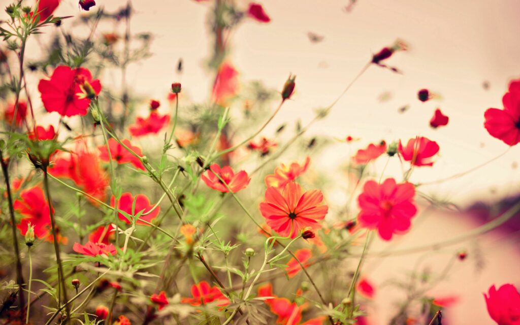 Vibrant Meadow Wallpaper with Lush Red Flowers - Natural Beauty Background