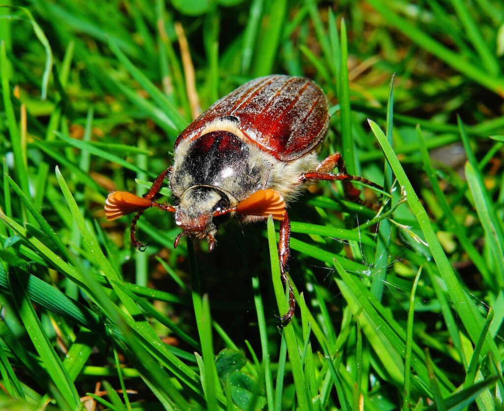 Vibrant Melolontha Insect Close-Up on Green Grass - Wallpaper Background