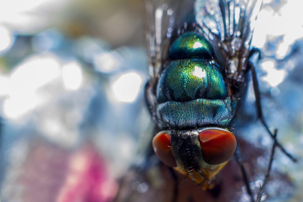 Vibrant Metallic Fly Close-Up Wallpaper with Stunning Red Eyes