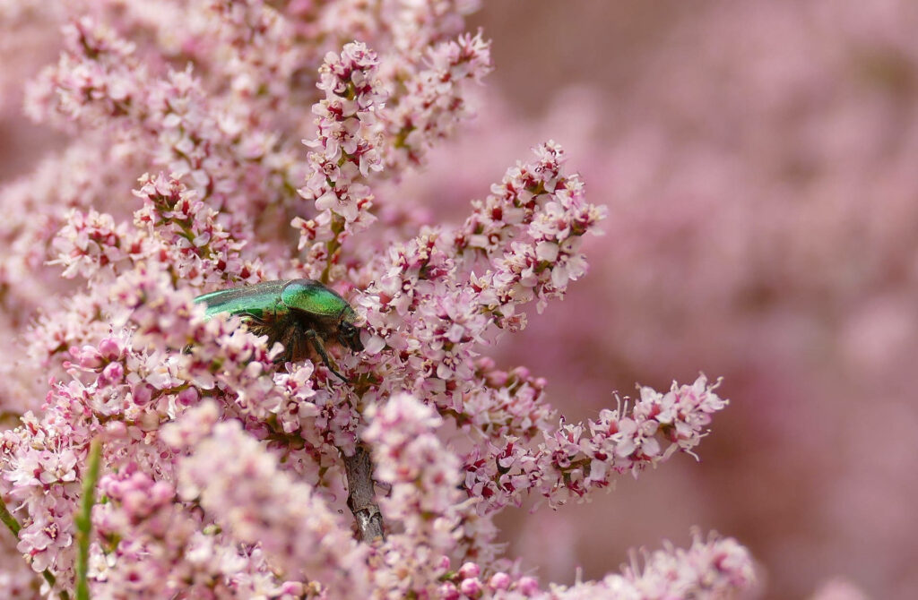 Enchanting Green Insect Among Pink Flowers – Dreamy Desktop Wallpaper
