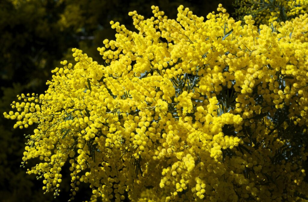 Vibrant Mimosa Branches Wallpaper: Bright Yellow Spring Blooms
