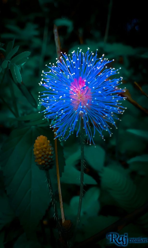 Macro photo of vibrant Mimosa flower with pink center and blue filaments on dark background Wallpaper
