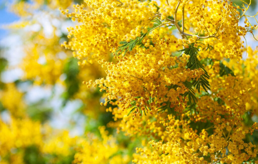 Vibrant Mimosa Flower Tree Wallpaper: Bright Yellow Blossoms