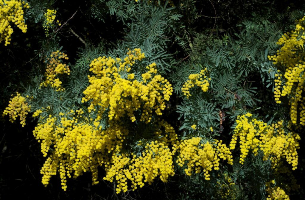 Vibrant Mimosa Flowers Wallpaper: Spring's Natural Elegance