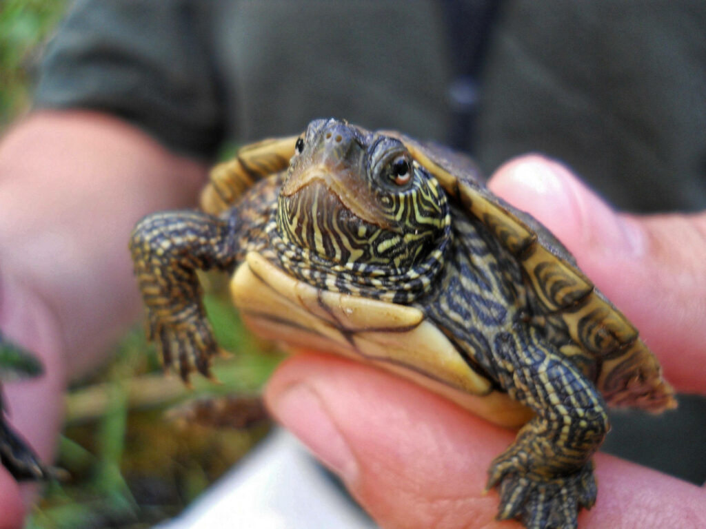 Mini map turtle held gently showing detailed patterned shell basking in natural sunlight wallpaper