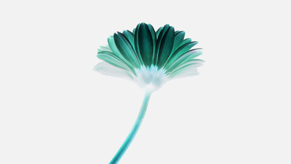 Colorful Minimalist Flower Wallpaper on Clean White Background