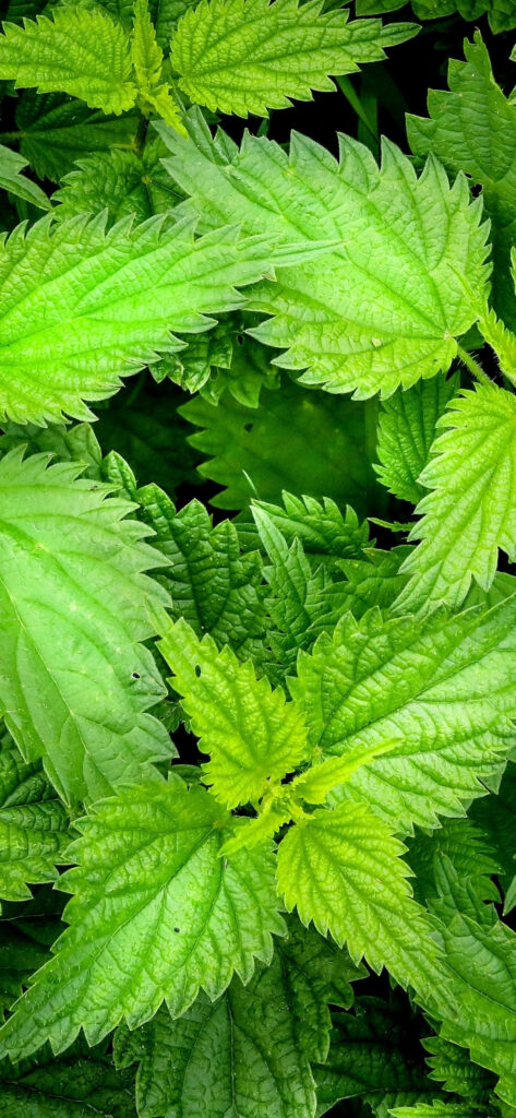 Vibrant Mint Leaves Wallpaper for Nature Lovers - Refreshing Green Aesthetic