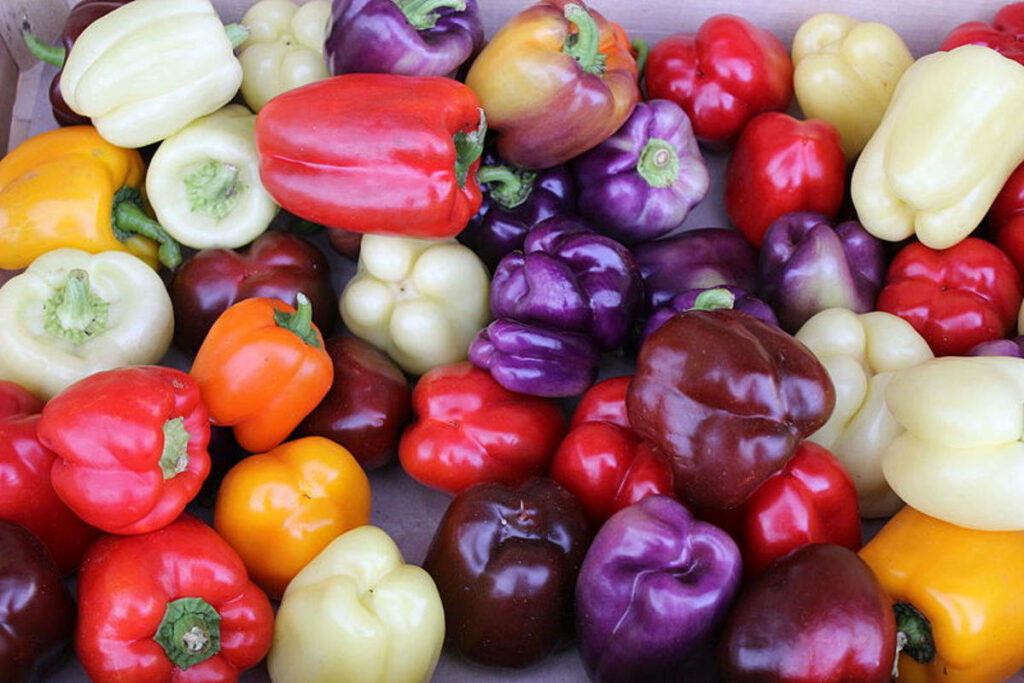 Colorful Mixed Bell Peppers Wallpaper: Fresh & Vibrant Background