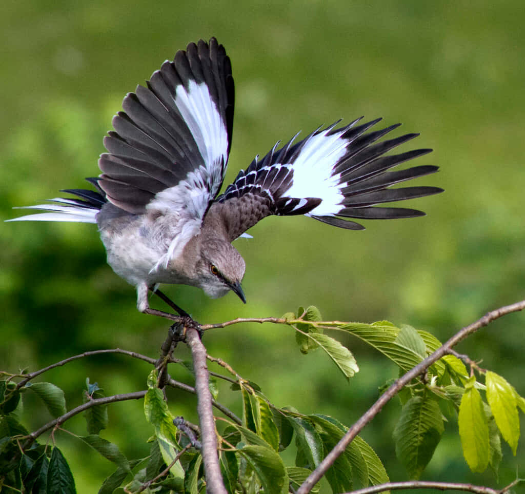 Vibrant Mockingbird in Flight: Striking Plumage & Green Background Wallpaper