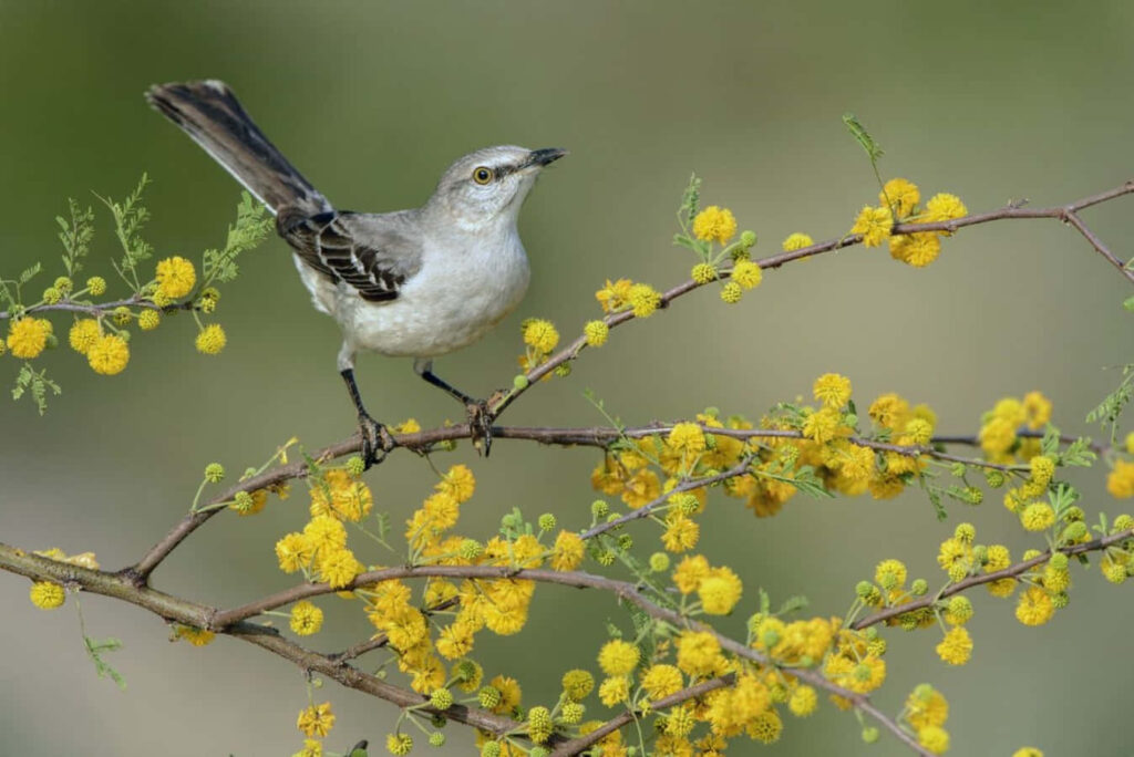 Vibrant Mockingbird on Autumn Tree with Bright Yellow Blossoms Wallpaper