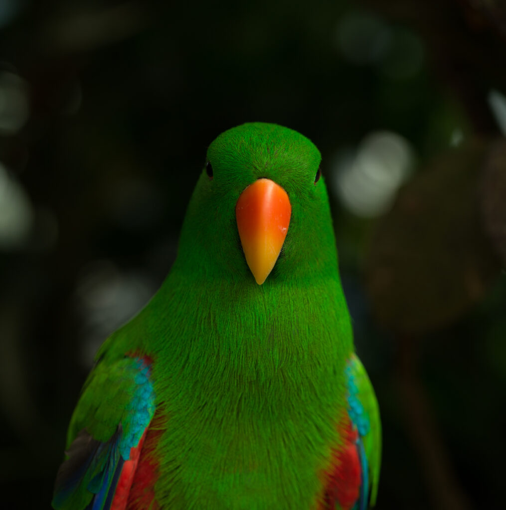 Vibrant Moluccan Eclectus Parrot Wallpaper with Blurred Nature Background