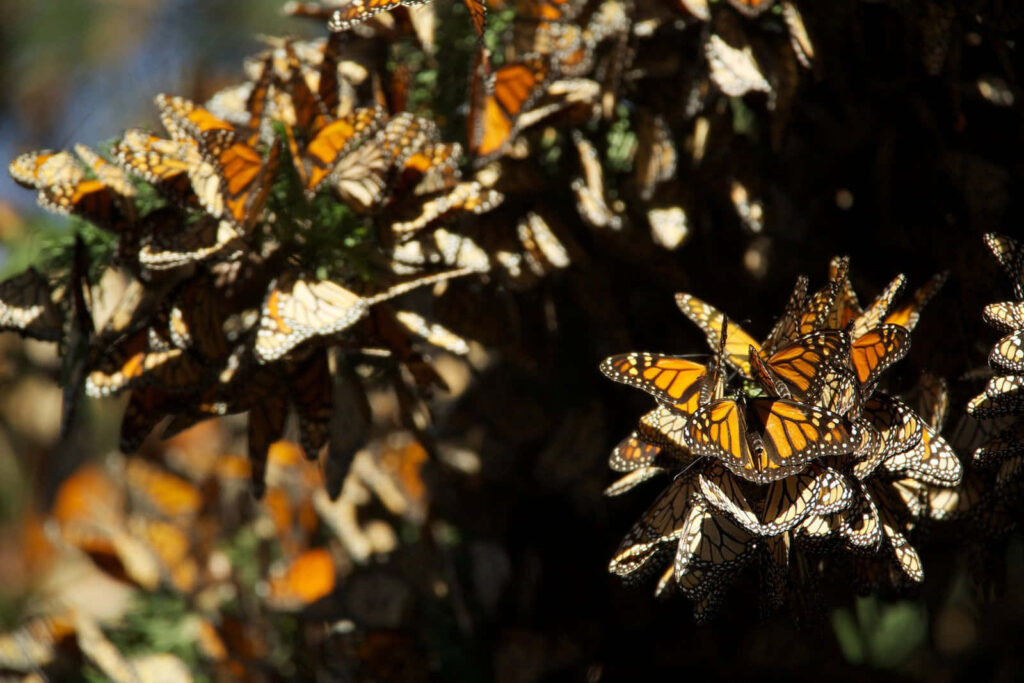 Vibrant Monarch Butterflies Wallpaper: Stunning Migration Patterns