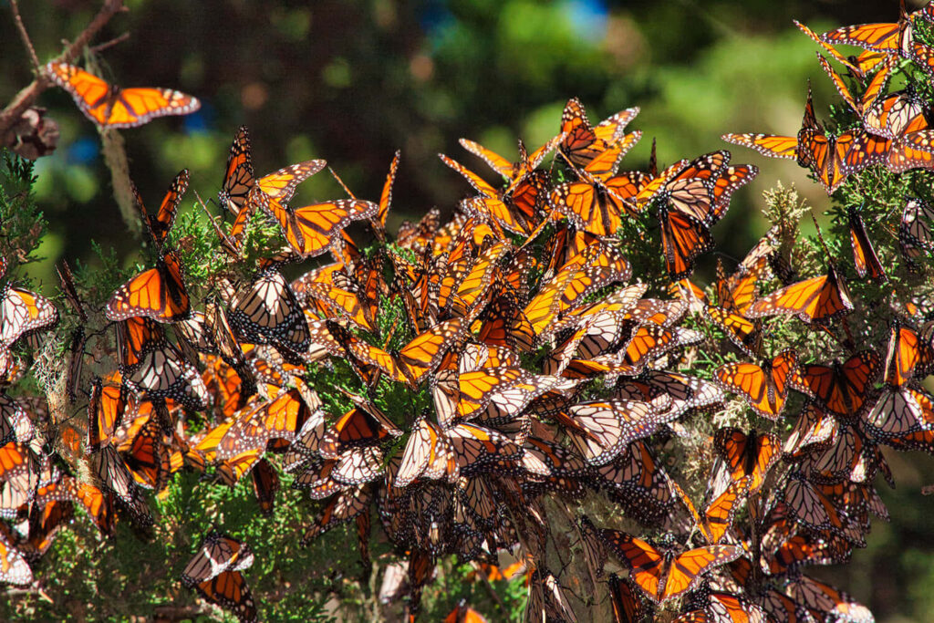 Vibrant Monarch Butterflies Wallpaper: Spring Migration on Foliage