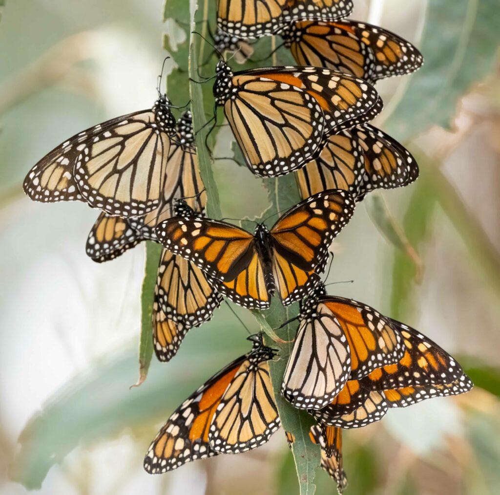Vibrant Monarch Butterflies on Green Leaves - Stunning Wallpaper Background