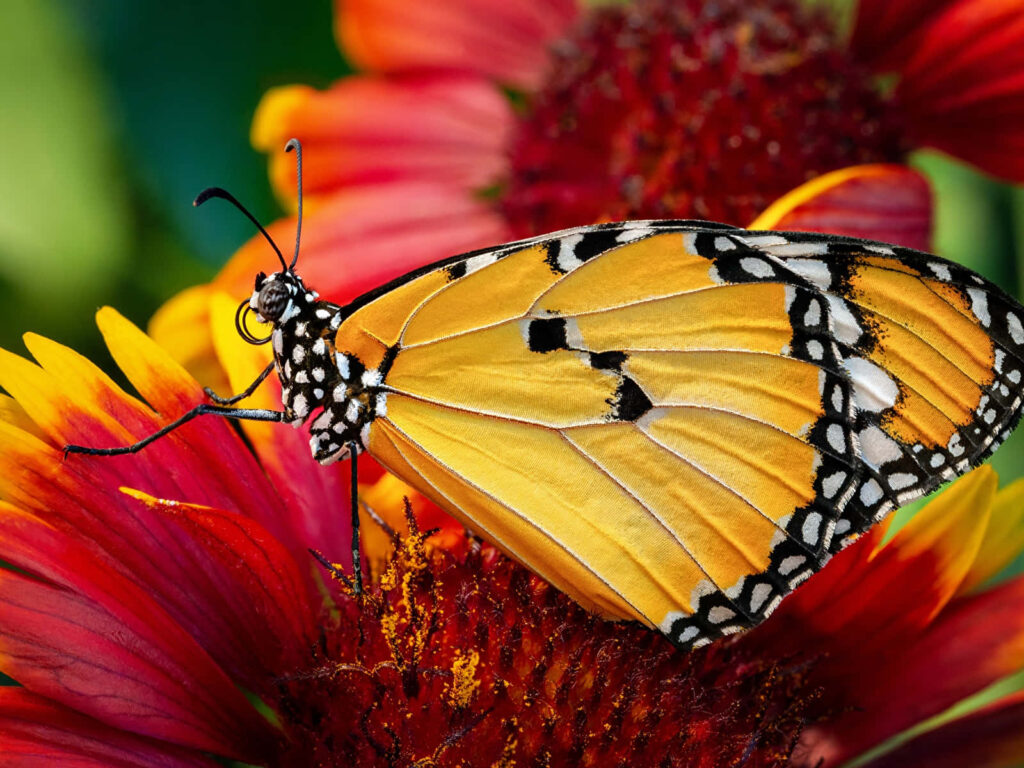 Vibrant Monarch Butterfly Close-Up on Colorful Flower Wallpaper