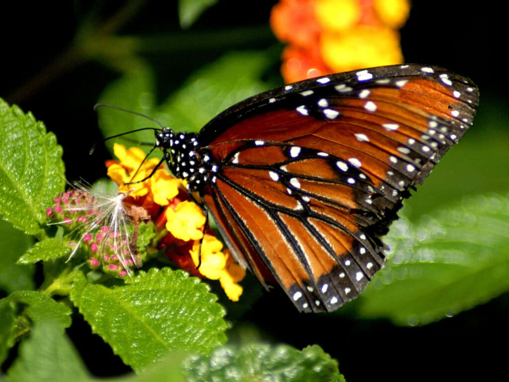 Serene Monarch Butterfly Close-Up on Vibrant Yellow-Orange Flowers Wallpaper