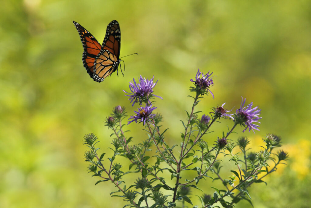 Vibrant Monarch Butterfly Wallpaper - HD Floral Background