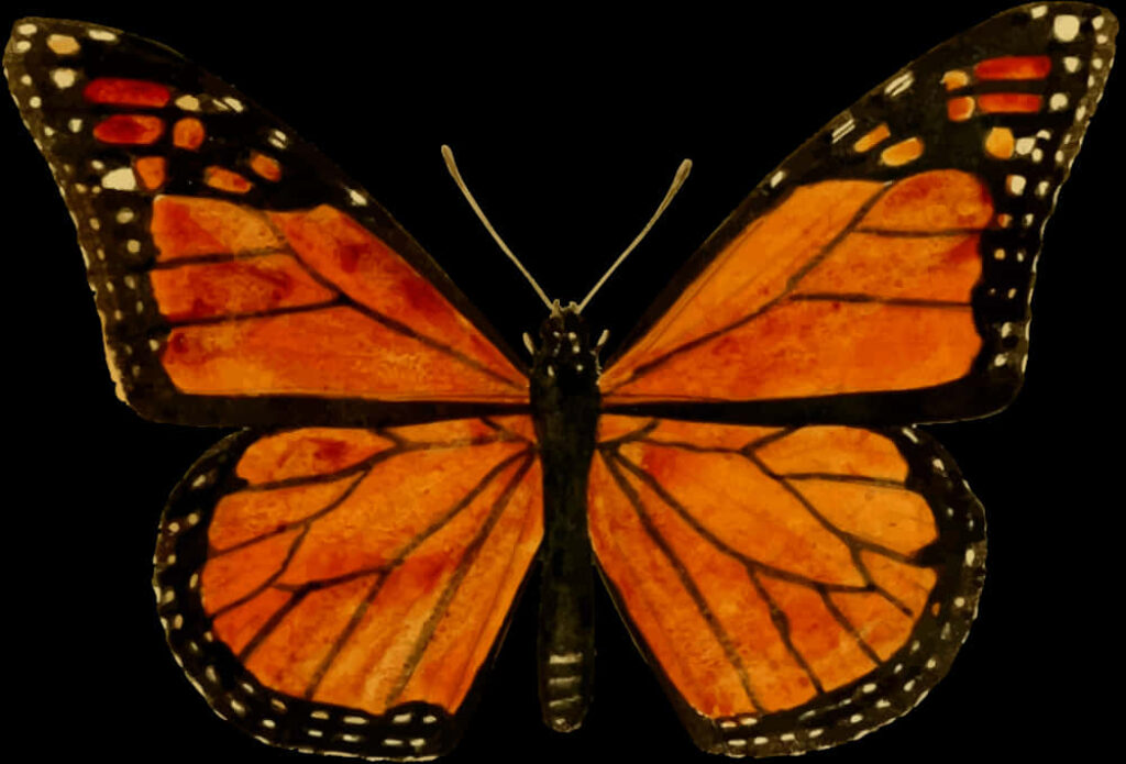 Vibrant Monarch Butterfly Illustration - Stunning Wallpaper Background