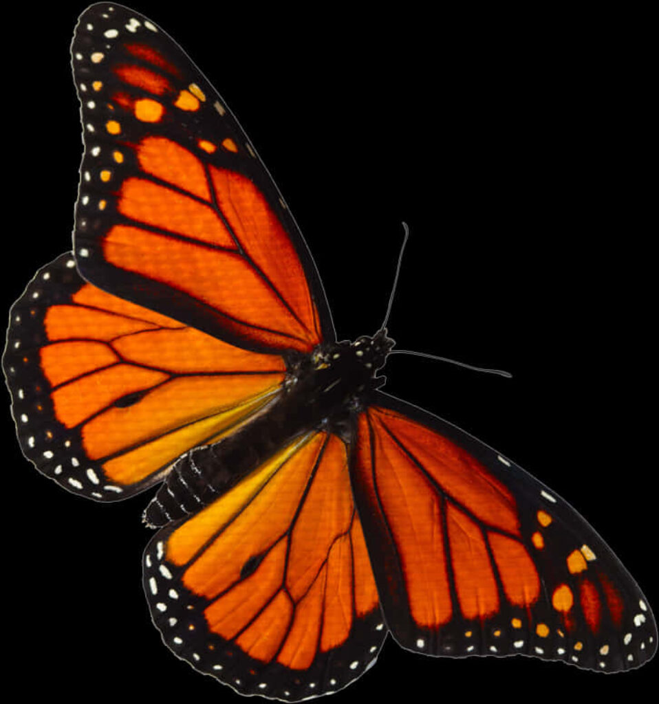 Vibrant Monarch Butterfly PNG Wallpaper - Striking Orange & Black