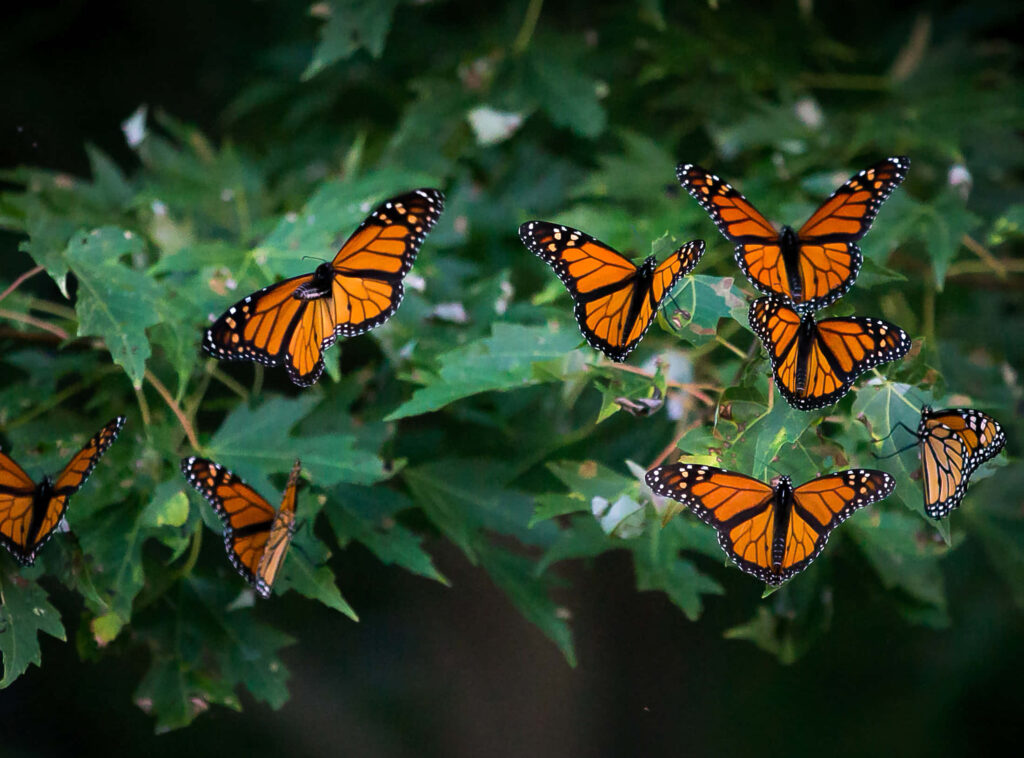 Vibrant Monarch Butterflies Wallpaper: Nature's Migration Beauty