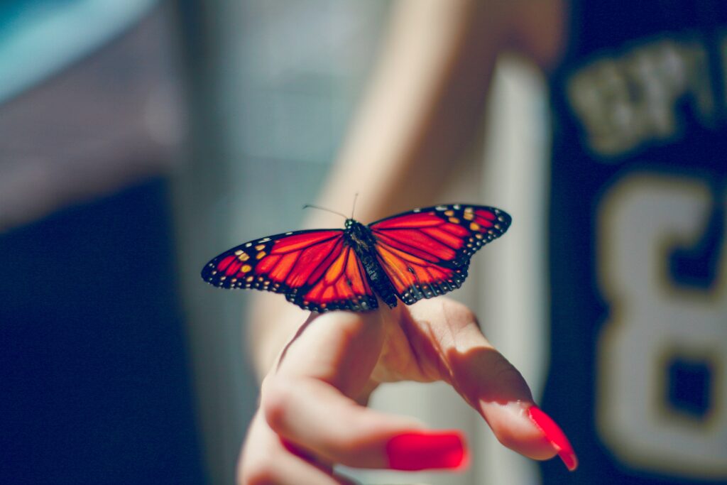 Monarch Butterfly on Hand: Vibrant Orange-Black Wings Wallpaper