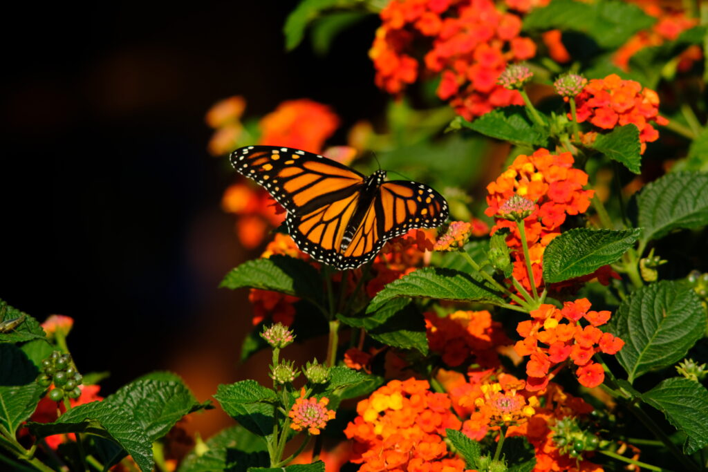 Monarch Butterfly on Bright Orange Flowers - Vibrant Nature Wallpaper