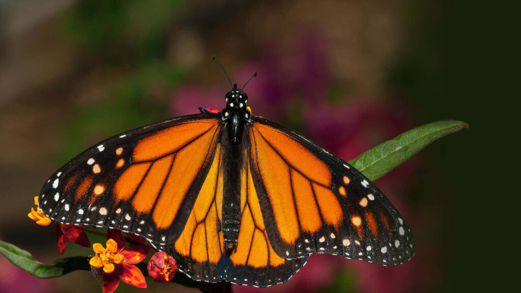 Vibrant Monarch Butterfly on Colorful Flower - Nature Wallpaper